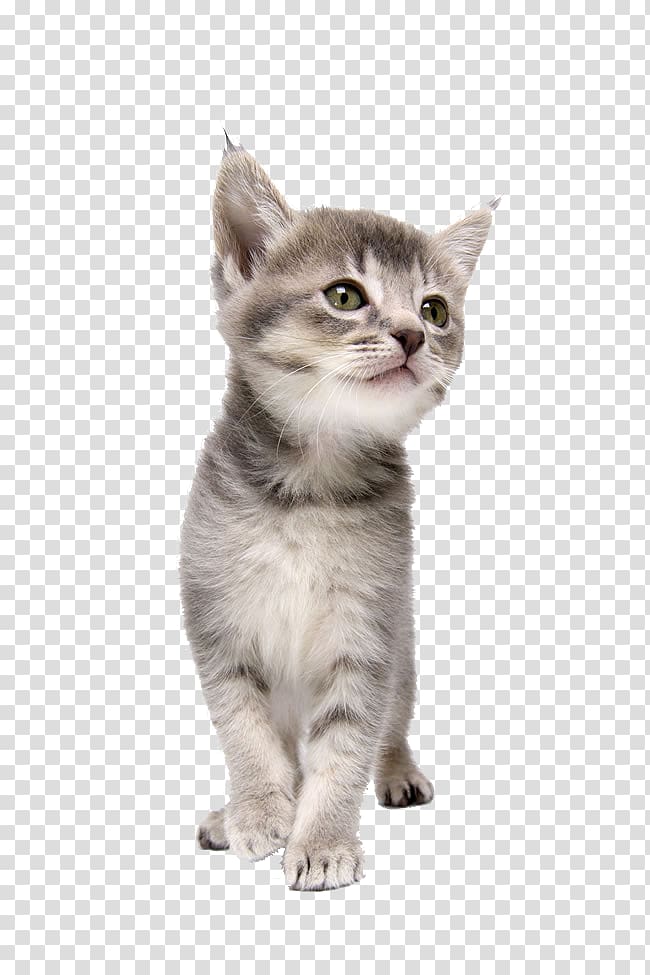 Ilustração de gatinho cinza e branco, gato CorelDRAW cão gatinho animal